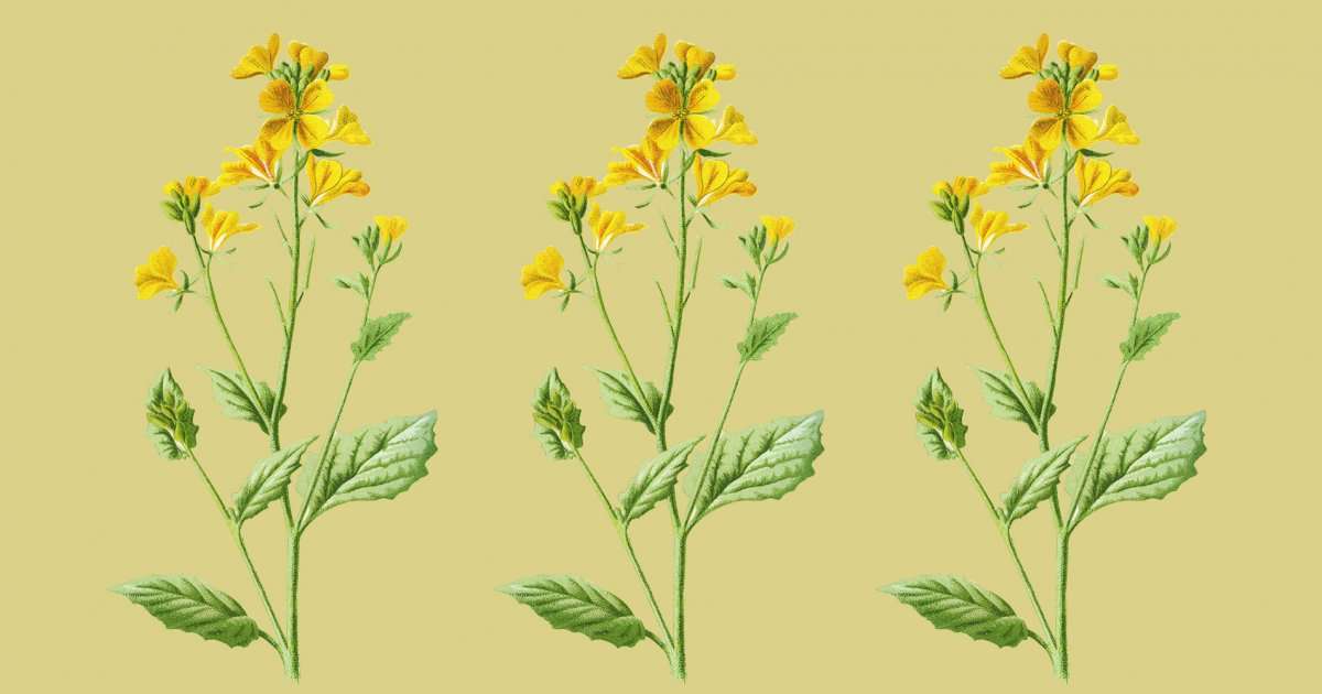 découvrez les bienfaits de l'huile de moutarde pour les cheveux : renforcement, croissance accélérée et brillance naturelle pour une chevelure saine et éclatante.