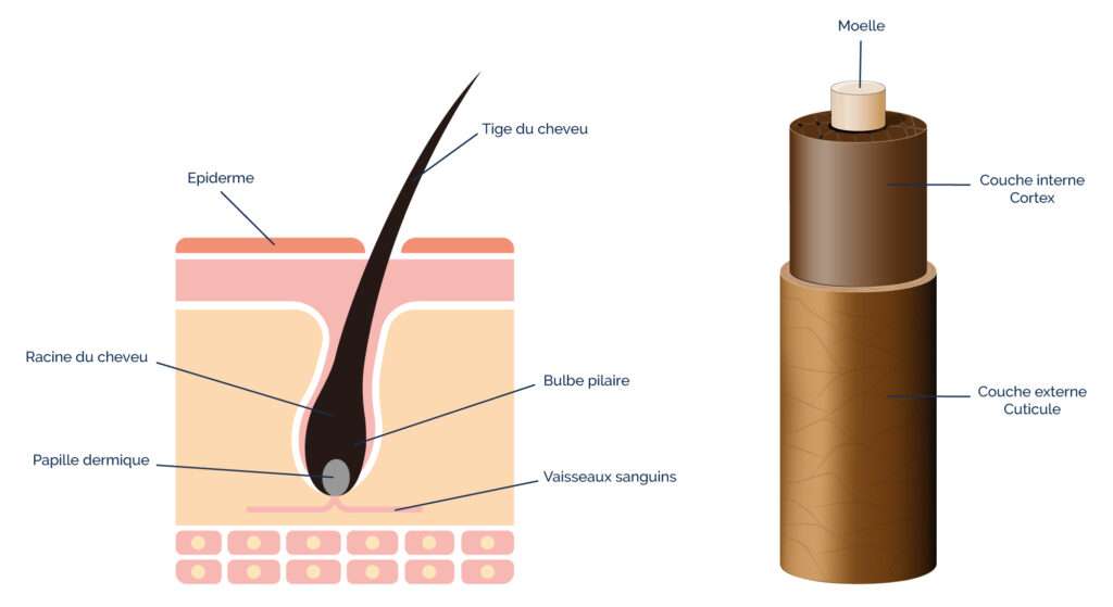 découvrez tout ce qu'il faut savoir sur les cheveux peroxydés et apprenez comment les protéger efficacement pour préserver leur santé et leur éclat.