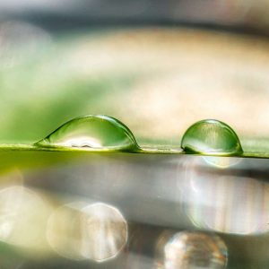 two drops of water on a green leaf